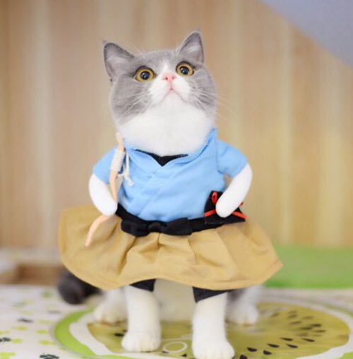 Cat Clothes